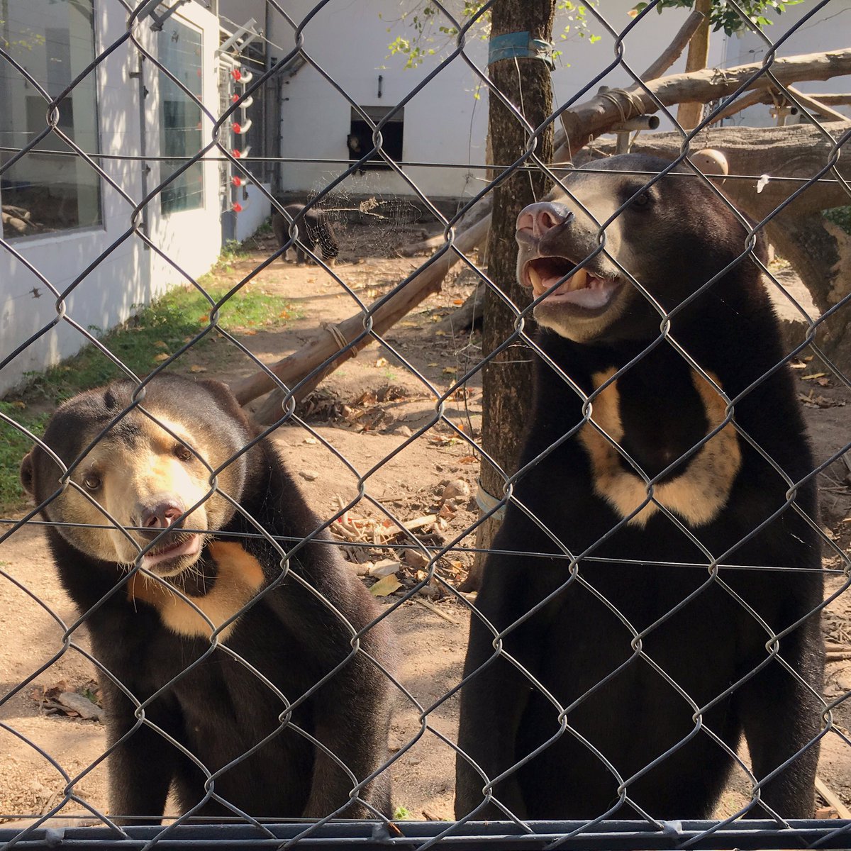 farawayjourney's tweet photo. I've had some amazing days in Cambodia, but this was my favourite by far. Being a bearkeeper for a day with @freethebears at Phnom Tamao Wildlife Sanctuary @phnomtamao 🐻 Just unforgettable ❤️#freethebears #sunbears #wildlifesanctuary #animalwelfare #phnomtamao #cambodia https://t.co/pi8XHFrzrw