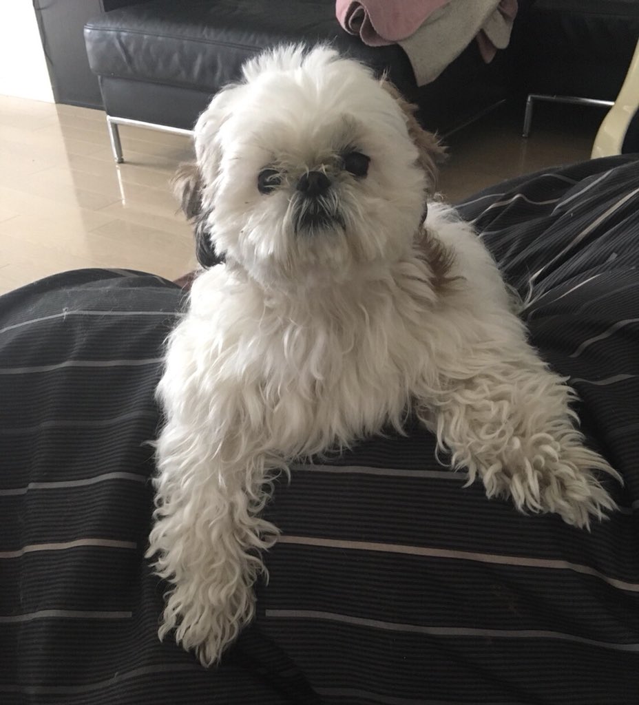 توییتر シーズーのふっふ در توییتر オッス おらフッフ シーズー 犬 Dog T Co Ee4jyn1ow2 توییتر シーズーのふっふ در توییتر オッス おらフッフ シーズー 犬 Dog T Co Ee4jyn1ow2