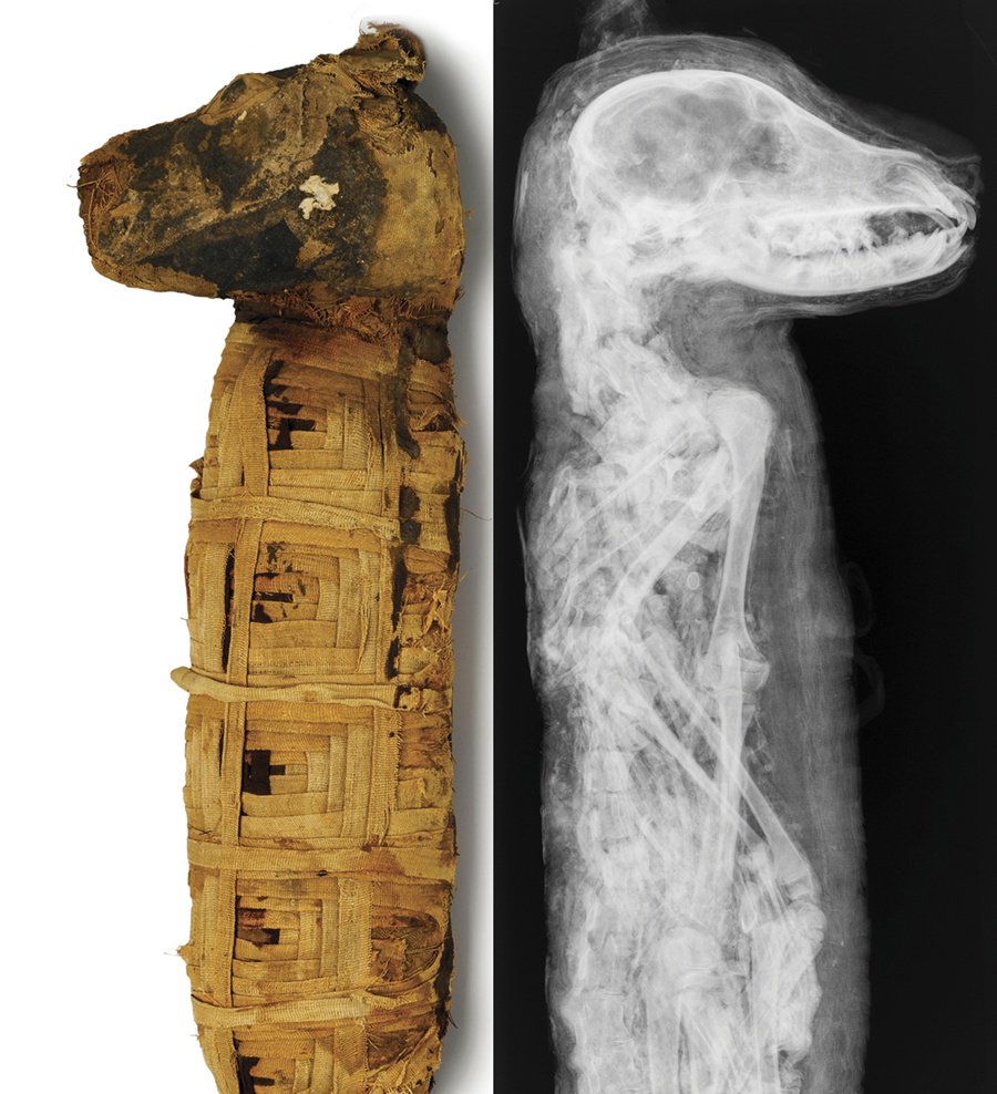 a look at the ancient practice of mummification in egypt They believed that the dead went to an afterlife and would need to look the a mummy is explain why ancient egyptians titled ancient egypt's mummies. a look at the ancient practice of mummification in egypt They believed that the dead went to an afterlife and would need to look the a mummy is explain why ancient egyptians titled ancient egypt's mummies.