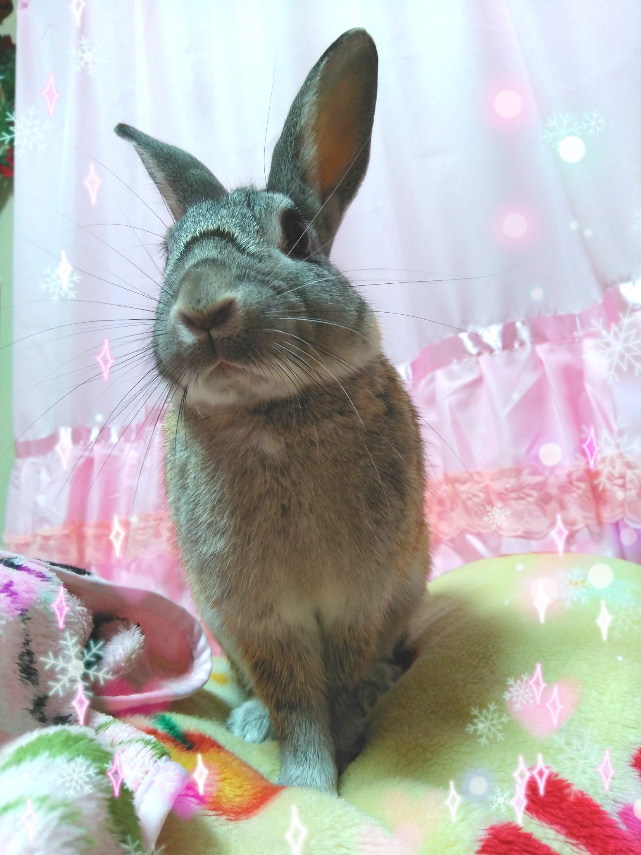 Himeno 私の家で1年前から飼っているうさぎちゃんを紹介します ペット紹介はここが初めてです オスうさぎのピョンタです 結構お顔立ちは凛々しいかも うさぎ ペットのうさぎ モフモフ うさぎ好きさんと繋がりたい ウサギ 灰色うさぎ Himeno 私の家で1年前から飼っているうさぎちゃんを紹介します ペット紹介はここが初めてです オスうさぎのピョンタです 結構お顔立ちは凛々しいかも うさぎ ペットのうさぎ モフモフ うさぎ好きさんと繋がりたい ウサギ 灰色うさぎ