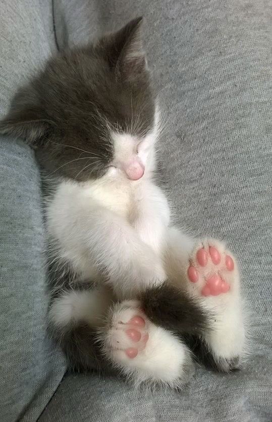 <a href="/christinaavin01/">Christina Avin Kiss</a> <a href="/sushilpershad/">sushil ??</a> <a href="/roads2/">Susan Nelson</a> @kazurin4428 <a href="/ShehanHolly47/">Holly Shehan</a> <a href="/12newshoe/">I'm a frayed knot!</a> <a href="/monicasloves/">Monica Cates</a> @cc_chicco <a href="/Moorow1/">🌴🌺kazim🌺5🌺🌴</a> @CreativeTanja <a href="/walentgrig/">Walentina</a> @Lechatgriffe_fi <a href="/Lorebl034/">Lorebl03</a> <a href="/lana_liss/">Лана Лисс</a> <a href="/Sylpete/">💗Sylpete 🌹</a> <a href="/zerok_z/">Asi ♡</a> <a href="/90ktt/">✨Natalee Ljubecka✨</a> <a href="/shamaelmughal/">shamaelmugal</a> <a href="/sjmalik123/">Sandeep Malik</a> <a href="/zahoorahmed553/">zahoor ahmed</a> @sadkberki <a href="/kimukimukimu81/">みかみ🐩</a> <a href="/daniel_2509/">🌹ЗС🌹</a> <a href="/raoufezat1/">Dr..Raouf.EZzat</a> <a href="/mujahidgrw/">mujahidgrw</a> <a href="/mE6S9FUXDkP4Ov7/">HI-cyan</a> <a href="/fahd_elnesr/">Fahd Elnesr</a> <a href="/shailjohn7/">Shaila⚓</a> @pilot_svb <a href="/Salvado96043056/">Salvador Jorge</a> <a href="/RosanaFava/">🌸rosanafava 50K🌸</a> <a href="/shabasarah/">EL'Sãräh</a> <a href="/SabrinaNeo0302/">S. N.</a> <a href="/vivinristituta/">vivin ristituta</a> <a href="/AmalaiaLapaglia/">a</a> <a href="/0226baba/">Ankush Baba</a> @bcavalli3333 <a href="/PtrSerg/">Sergey Petrovich</a> <a href="/shizu__/">shizu</a> <a href="/schettanya/">Татьяна Щетинина</a> <a href="/SrgPtr/">Сергей Петрович</a> <a href="/lilo623/">Linda Marie Lovison</a> <a href="/sminaev2015/">Sergey Minaev</a> <a href="/Listev1/">Listev</a> <a href="/semljnika/">Daria ❄</a> <a href="/sergey_silkin/">Sergey Silkin</a> <a href="/avinkrishna1/">Dr avinkrishna</a> <a href="/tomasem1/">Tamara</a> <a href="/nomanbabar47/">Noman</a> @GpPasquet So sweet !😻thank’s for sharing 👌👏🏻👏🏻👏🏻 happy dreams ... 🙋🐈😽