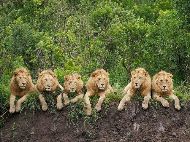 Once in a lifetime shot of six lions resting in the Serengeti. #TravelAfrica #Tanzania #SeeAfrica