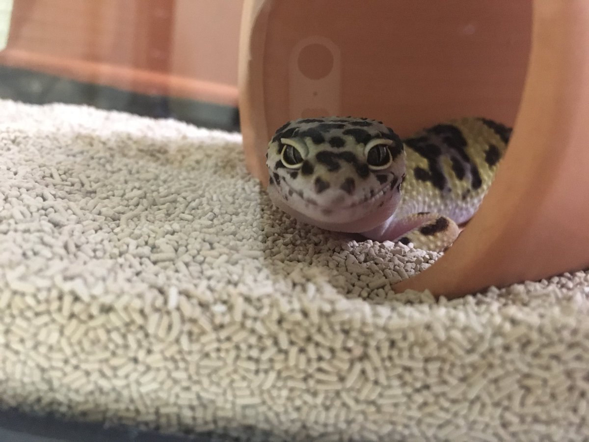 餌だな！？
ギロリ🤩

#ヒョウモントカゲモドキ
#レオパ