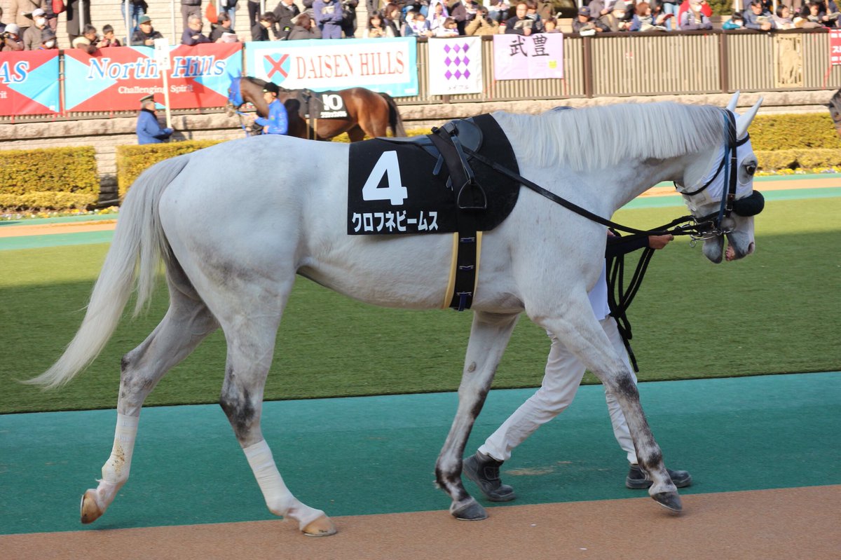 東京10R金蹄ステークスに、クロフネビームスが出走。 見た目は白いけど