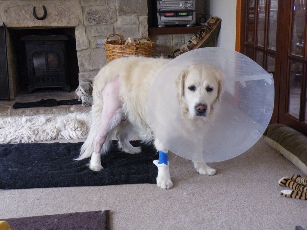 stephmarkmolly's tweet photo. #WorldCancerDay2018 from tplo and 1st mast cell tumour removel- 2nd mct aspirated- surgery to remove 2nd mct - 8 sessions chemo to all clear @fitzpatrickref #frostrock #cancersucks #fitzfamily #31monthscancerfree πΎππΎπΆ https://t.co/TlyFAufFH2