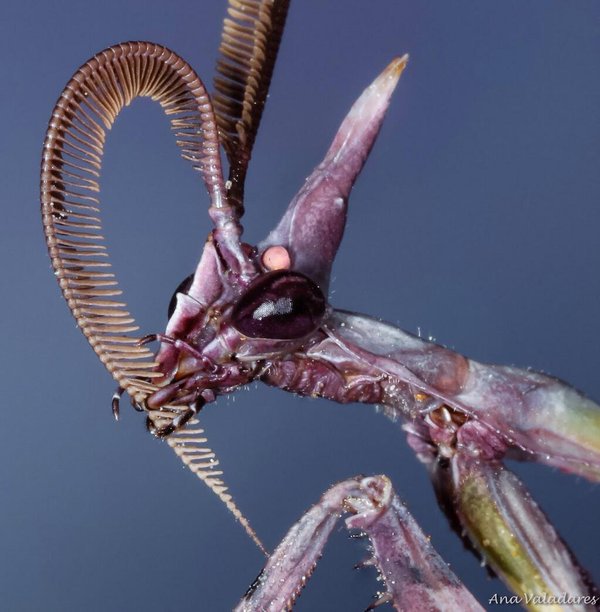 Strange_Animals's tweet photo. The conehead flower mantis.

(Photo: Anna Valadares) https://t.co/P098mrzSFJ