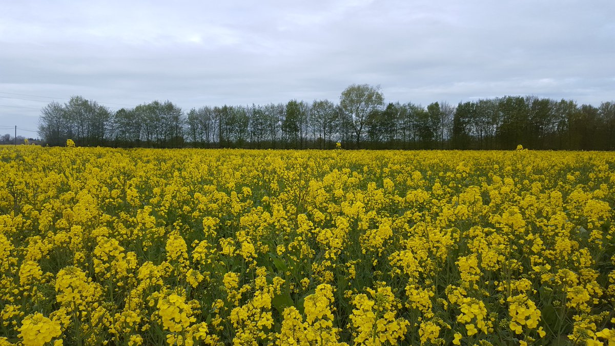 Welke akkerbouwer heeft zijn land ingezaaid met koolzaad en is dit jaar gastvrij voor de #bijen 
Imker zoekt plek! Graag DM, dank. <a href="/boerbewust/">Boer Bewust</a>