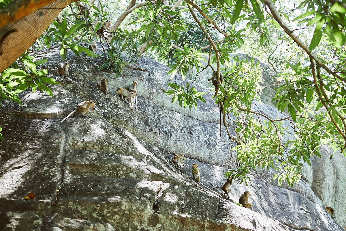 Yansukim ヤンス キム در توییتر 世界遺産 シギリアロック 11kgのカメラバッグを背負い 1時間半で登頂 むかし この岩の上 にはお城があったんだって