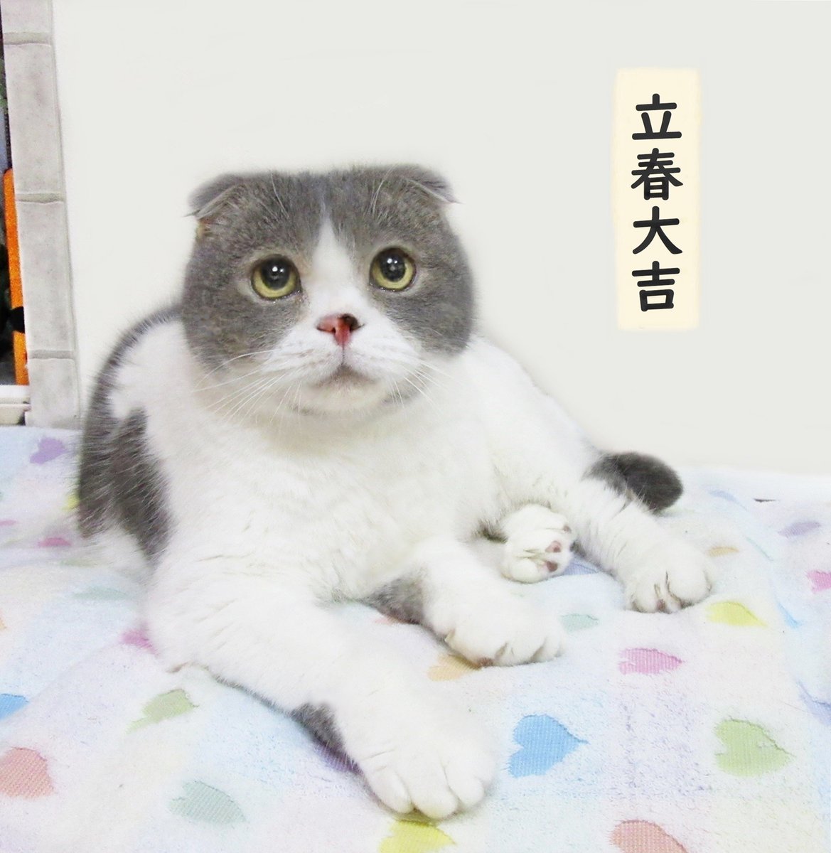 hitumotomo's tweet photo. 平穏無事にすごせますようにと厄除けのお札
立春大吉 自分で左右対称に書き最後にフッフッフッと
息を吹きかけて貼るのもいいようです また寒波が来てる
けどみんなぬくぬくほんわか元気にすごしてね https://t.co/3c2ZbzFLXH