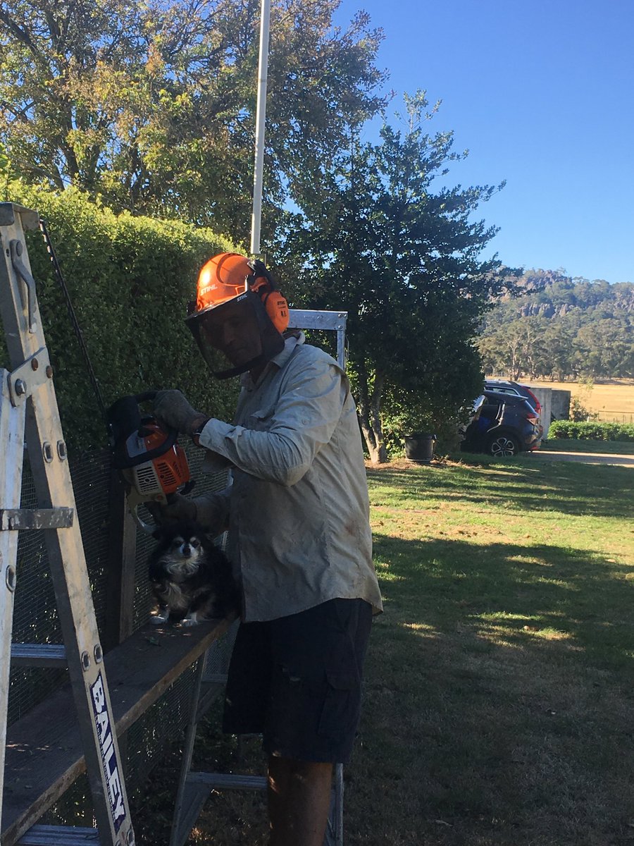 HangingRockFarm's tweet photo. Chile the chihuahua is helping again... this time getting the hedges trimmed. Mmmm that straight line is tricky.  What a beautiful Sunday! #hangingrock #Woodend #Chihuahua https://t.co/tgG6jrD5tU
