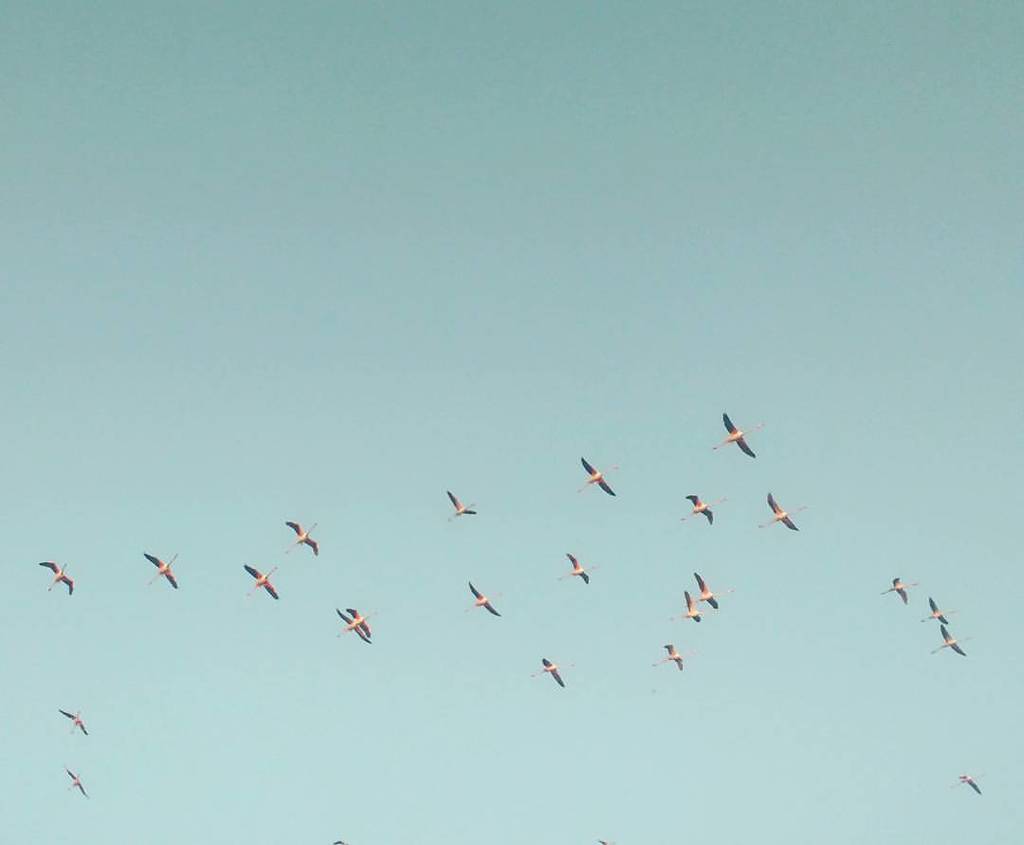 KP_OnTheGo's tweet photo. A fine morning out with Flamingos at Bhigwan.

#flamingos #birdwatch #bhigwan #wetlands #flamingomarch #birding #travel #kponthego (at Bhigwan ( Pune - Solapur Highway )) https://t.co/XDhDd5qD3P