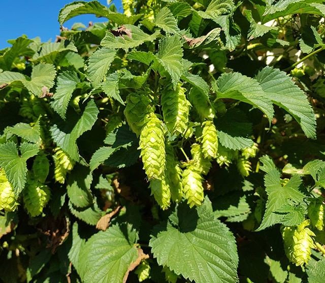 need4beer's tweet photo. Hops are looking mighty fine. Might be an early harvest this year ๐
#mthoodhops #hops https://t.co/Sm4yr2D1GN