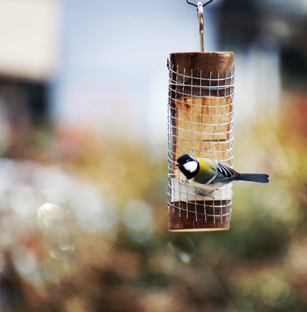 野鳥の餌台