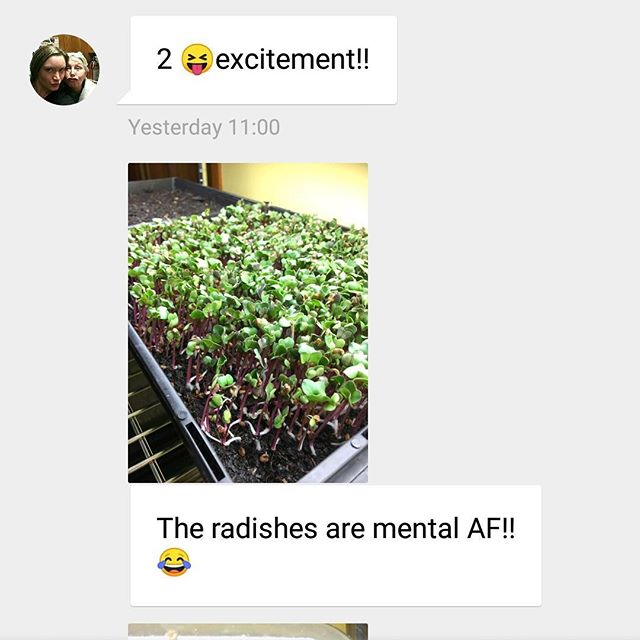 sureformsandbc's tweet image. It would appear @denise_isaac is very happy with the progress of our radish sprouts. #microgreens #sprouts #vegbitches #growyourown