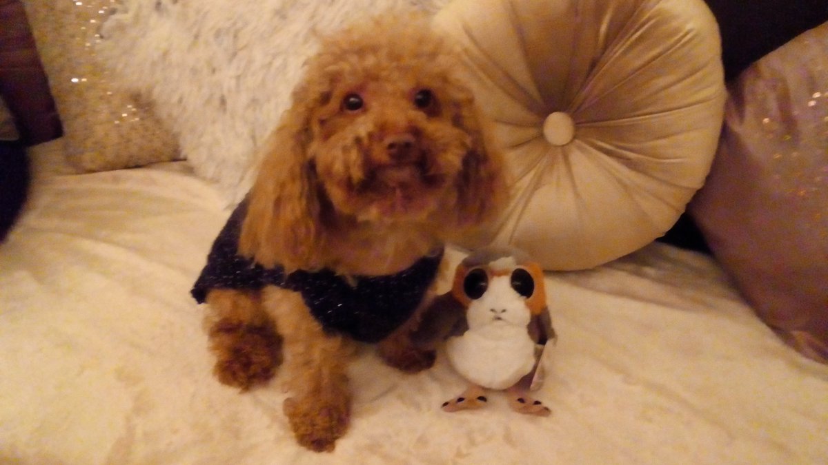 Jasper's new Porg friend