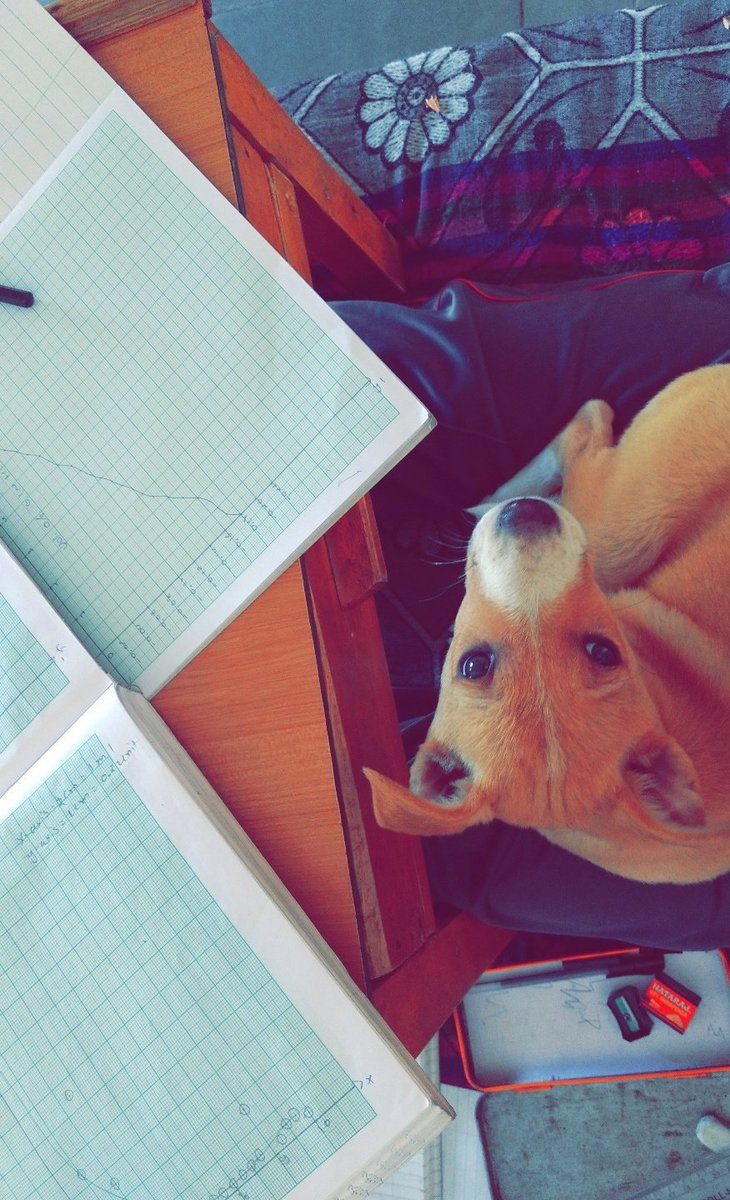 pirthuprokay's tweet photo. When you are A https://t.co/dUEBFbUWMD student 📐 &amp; A Dog Lover 🐾 #HAPPYSUNDAY https://t.co/sZ2V4uprt0