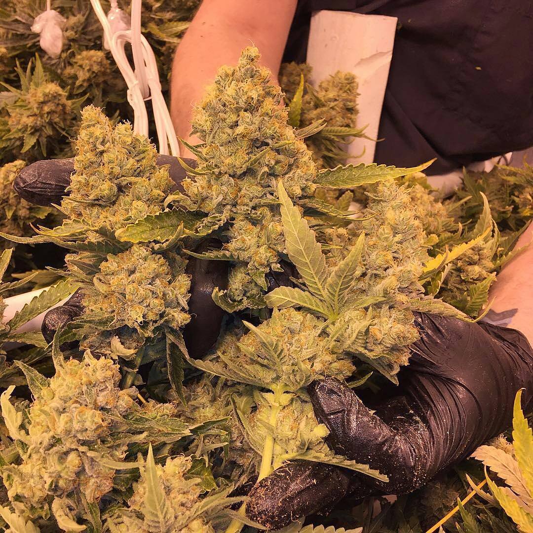 mate_got's tweet image. 