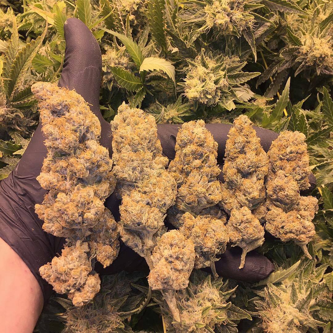 mate_got's tweet image. 