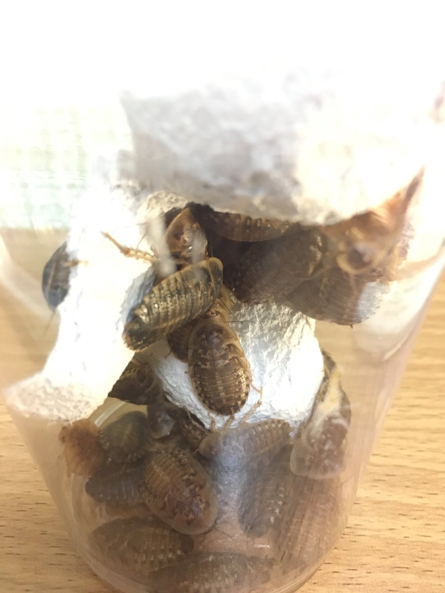 飯テロ
#デュビア