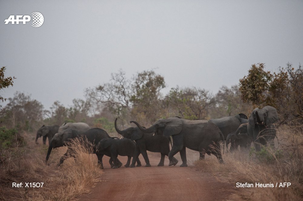 Au Bénin, le parc de la Pendjari se rêve en sanctuaire pour les éléphants d'Afrique de l'Ouest u.afp.com/ooR7 par <a href="/sophie_bouillon/">Sophie Bouillon</a> &amp; <a href="/HeunisStefan/">Stefan Heunis</a> #AFP