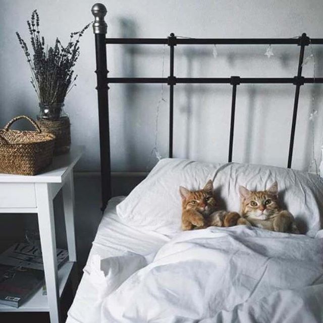 jolates's tweet photo. Sunday snuggles cat style!
Instead I’m up and about getting ready for work before finishing the day with a Jolates pilates class at 6pm. Book in online or via @MoveGB
#sunday #liein #snuggles #jolates #pilates #class #abs #core #stretch #strength #fitness #exercise #clifto… https://t.co/sDVXTh76YH