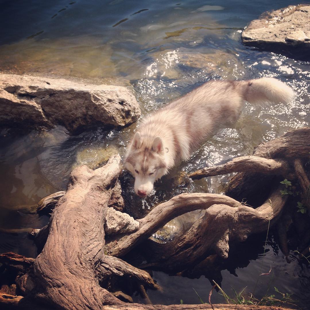 IAmADogAndACat's tweet photo. Slowly becoming a water #dog at #RedBudIsle. Slowly. https://t.co/WVFSUW4VAh https://t.co/rJJAPoaun6
