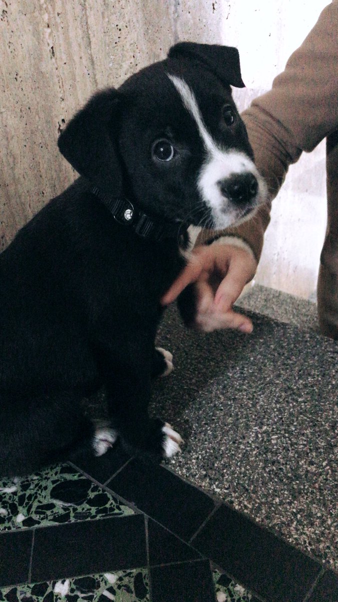lalydakid's tweet photo. say hello to Timmy 🦖♥️✨ https://t.co/xvfLkk1wgc