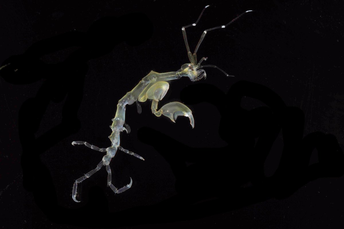 spothvegr's tweet photo. #Skeleton #shrimp (#Caprellid sp.) π¦π
Look closely to see these tiny skeleton shrimp clinging to #bryozoans, #hydroids or #algae. https://t.co/l33IBI8msn