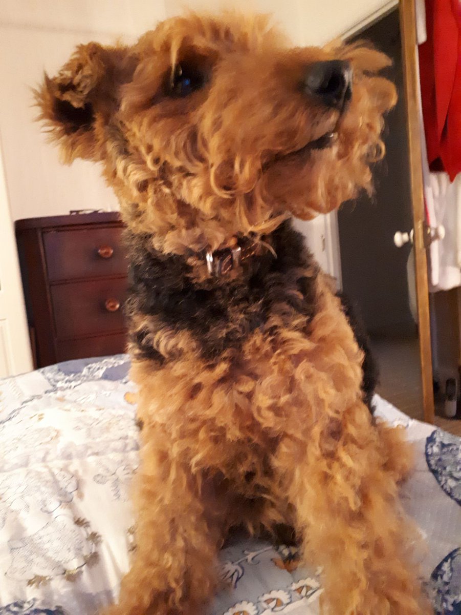 Teddy Tanner 🐾 tweet media