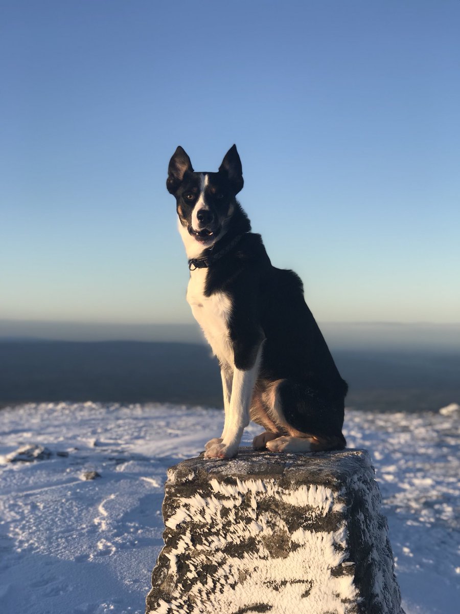 waynedunn91's tweet photo. morning... #yorkshire #ingleborough #fells #fellrunning #running #runningdog #runningbuddy #dog #trailrun #traildog #sheepdog #bordercollie #mansbestfriend #cold #winter #wintermiles #summit #salomon #timetoplay #madefortheadventure https://t.co/slabOPdRF5