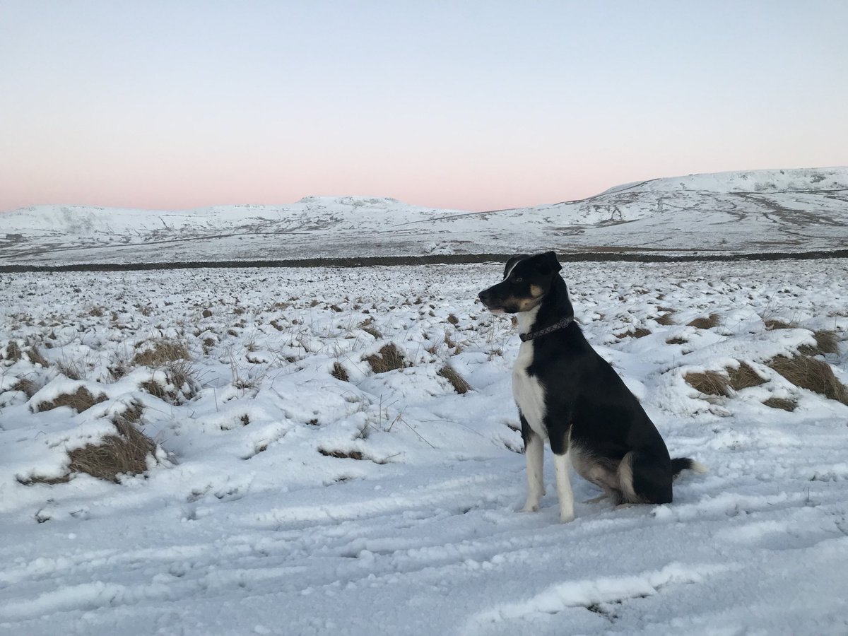 waynedunn91's tweet photo. morning... #yorkshire #ingleborough #fells #fellrunning #running #runningdog #runningbuddy #dog #trailrun #traildog #sheepdog #bordercollie #mansbestfriend #cold #winter #wintermiles #summit #salomon #timetoplay #madefortheadventure https://t.co/slabOPdRF5