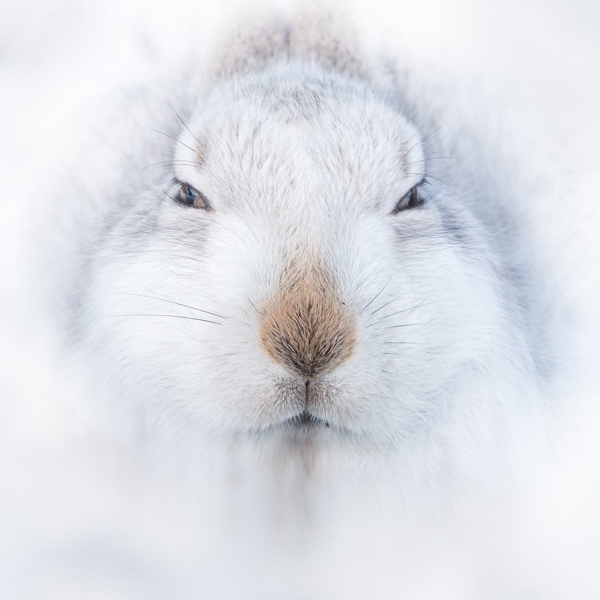 I guess i just like the symmetry of this Mountain Hare  in this image....some significant dodging, burning and adjustment of levels to achieve the high key effect. @appicoftheweek