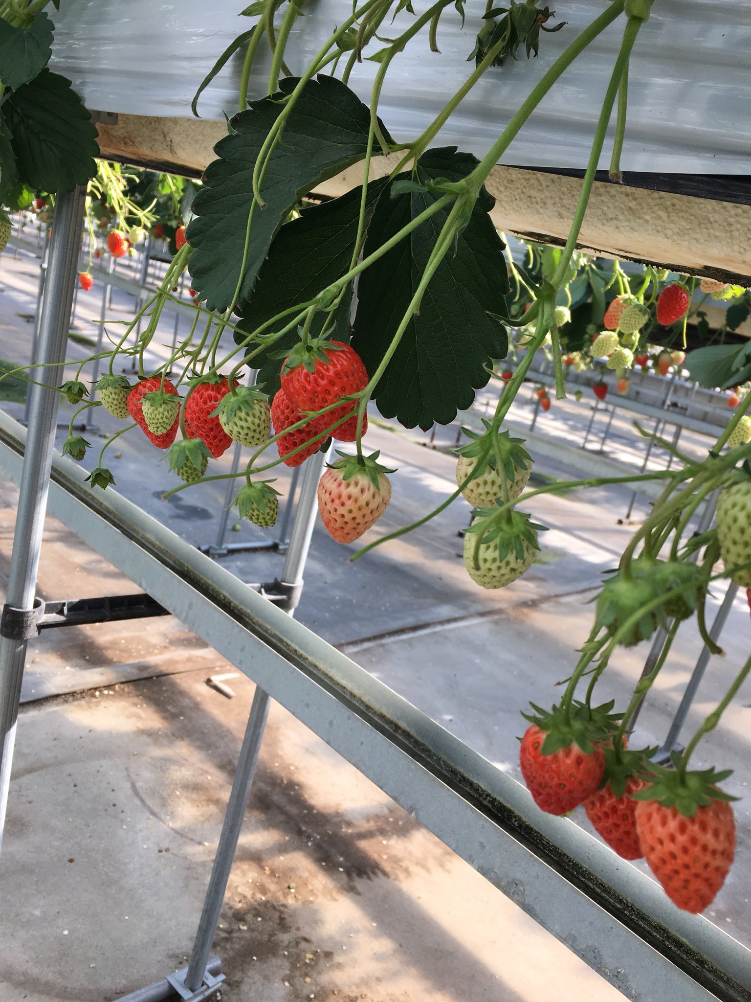 くりみ苺園 Twitter Search Twitter