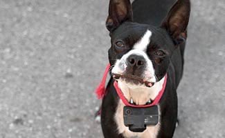 marcthevet's tweet photo. 'PETITION: UK Gov to ban sale of electronic training aids for dogs' Pls SIGN &amp; SHARE this petition: https://t.co/NFnbJ3ReKo #BanShockCollars https://t.co/wyaiSqvDFB