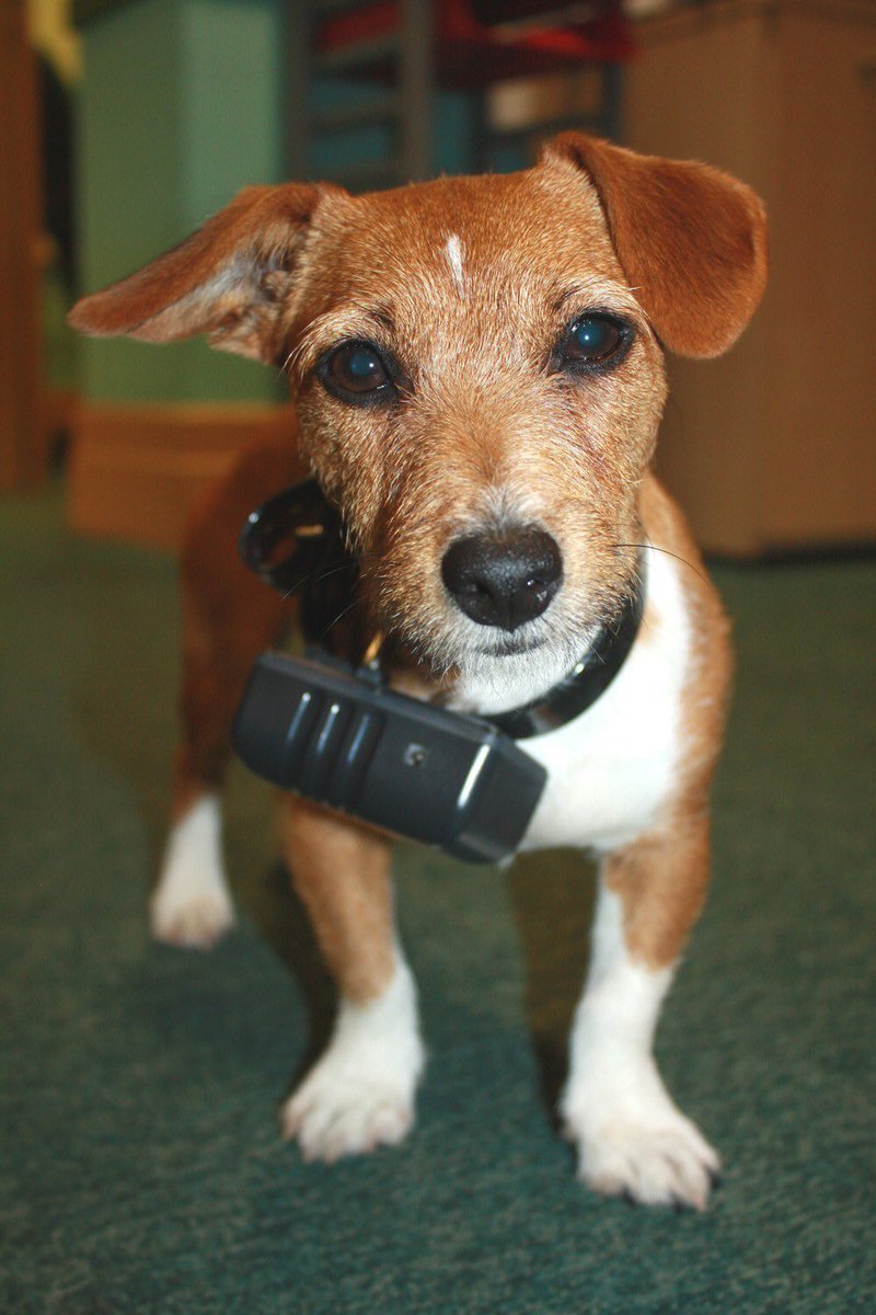 marcthevet's tweet photo. 'PETITION: UK Gov to ban sale of electronic training aids for dogs' Pls SIGN &amp; SHARE this petition: https://t.co/NFnbJ3ReKo #BanShockCollars https://t.co/wyaiSqvDFB