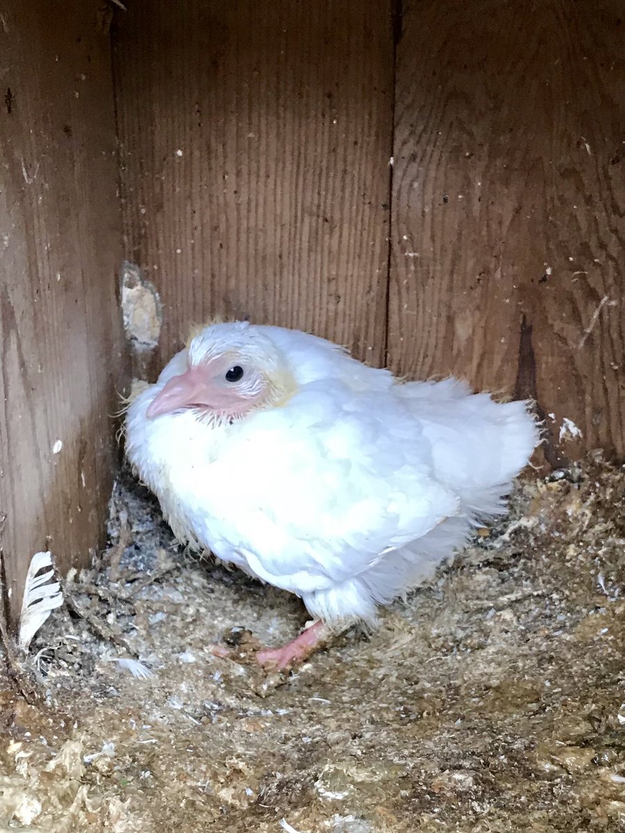 CricketyDevon's tweet photo. Someone’s looking fluffy! https://t.co/0DR7rWHtsj