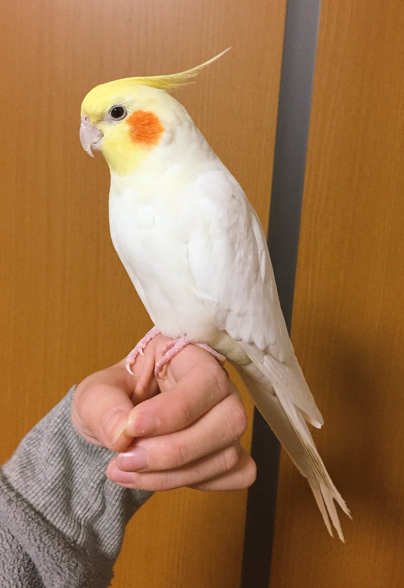 kanmiQ's tweet photo. 「これぞオカメインコ」って写真撮れた https://t.co/UrpYZDKVlx