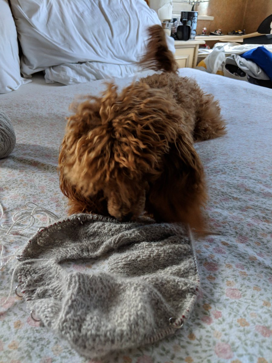 KnittingBliss's tweet photo. Someone has shown an interest in my #knitting https://t.co/BvwQ8qPYv8