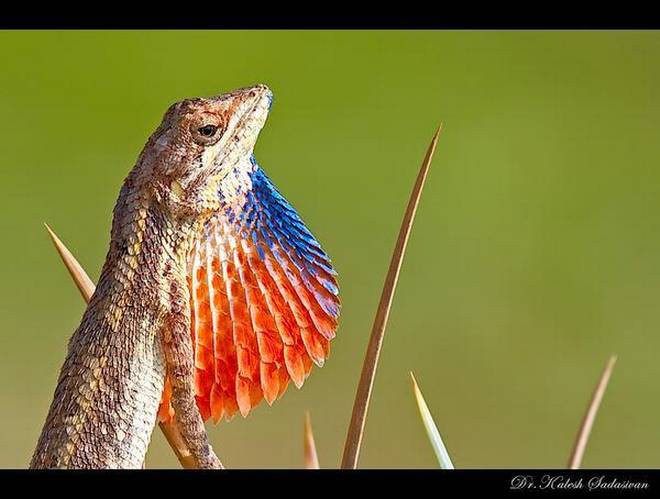 ConserveGuide's tweet image. It&apos;s A New Species 🦎- A new species of fan throated Lizard, Sitana attenboroughii, has been named after award winning naturalist &amp;amp; broadcaster David Attenborough. The Lizard, discovered in Kerala, Southern India has been described in the journal @Zootaxa thehindu.com/news/cities/Th…