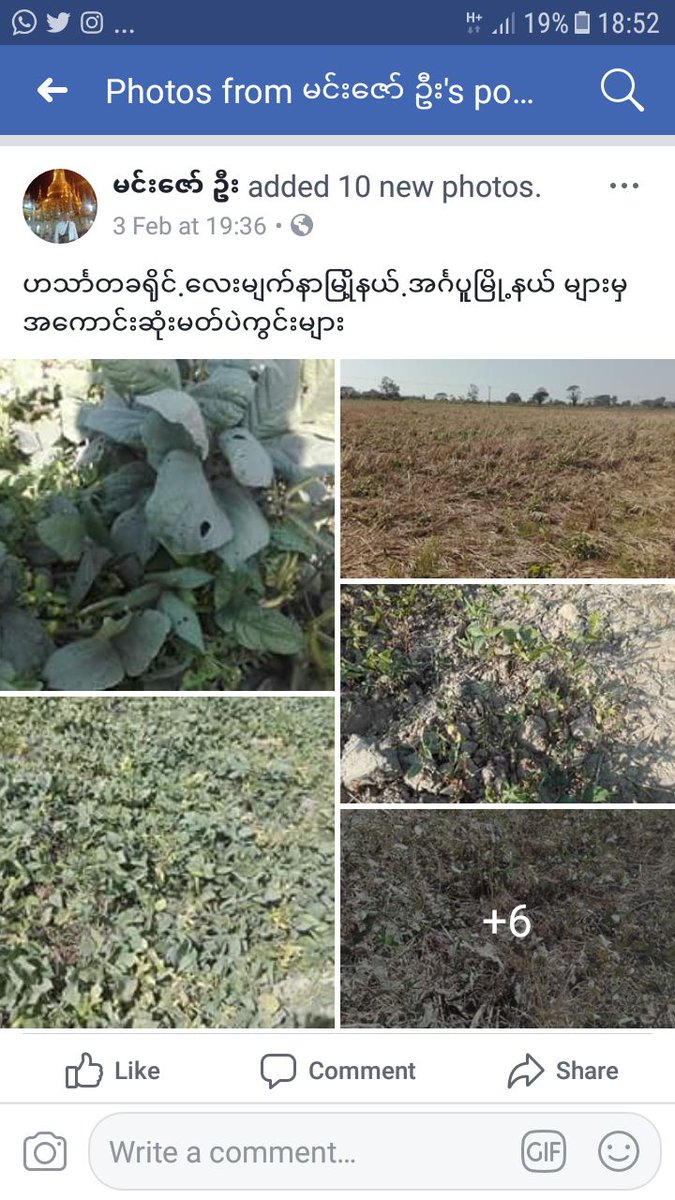 BmpPulses's tweet photo. Myanmar new crop sown area https://t.co/mD91Loj53T