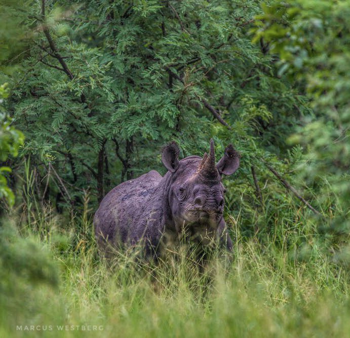 A story of hope restored for rhinos in Majete Wildlife Reserve in Malawi. Since 2003, not one rhino has been poached in the reserve. Find out more at african-parks.org/the-parks/maje…