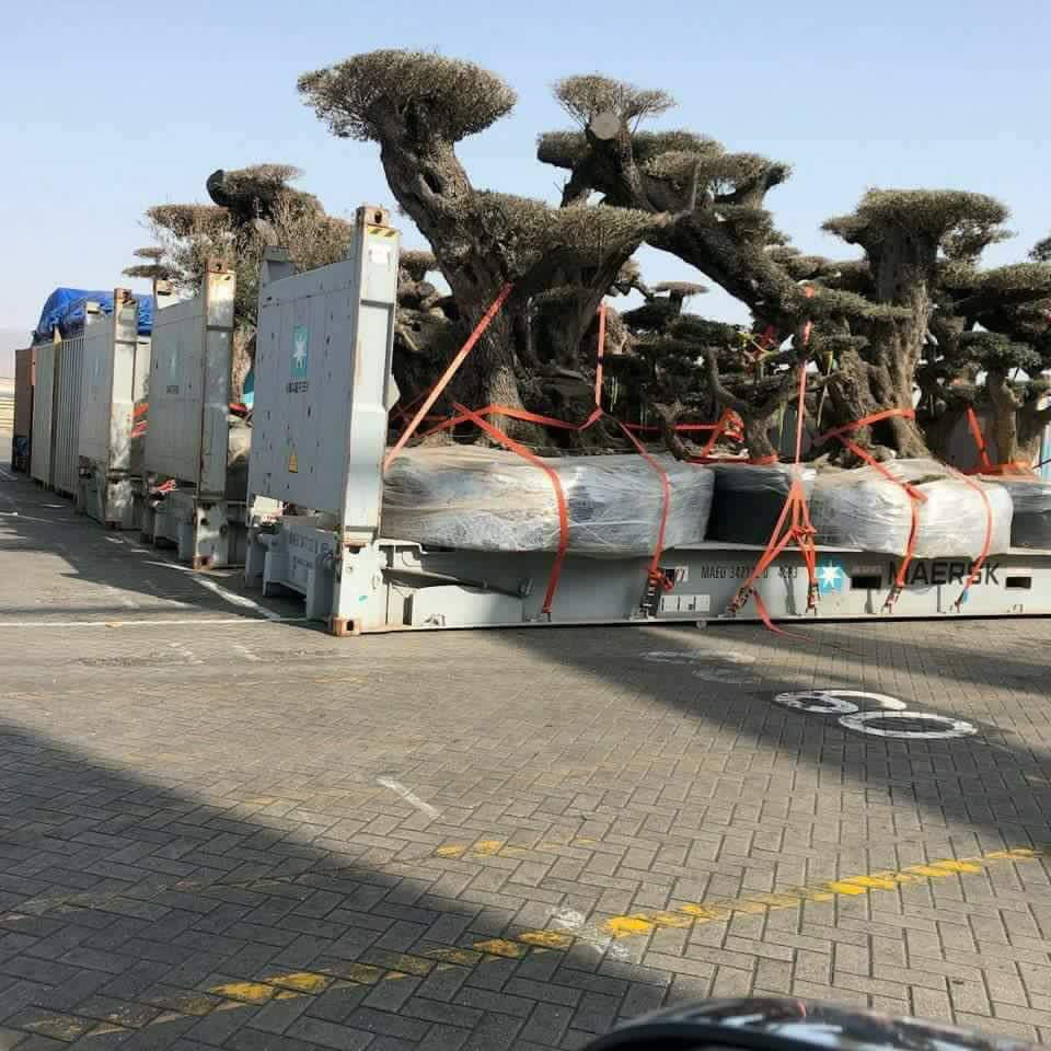 Ali_Albukhaiti's tweet photo. أيش قصة هذه الأشجار؟؛ وهل هي فعلاً أشجار دم الأخوين يتم نقلها من جزيرة سقطرة الى #الإمارات؟. هل يُجرف الاماراتيون الجزيرة من ثرواتها الطبيعية التي تميزها؟. من يؤكد أو ينفي؟؛ أين شرعية هادي وحكومة #بن_دغر ومحافظ سقطرة والمسؤلين فيها؟. لماذا لا يتحدثون لنعرف حقيقة ما يحدث!!. https://t.co/RPl0ULRVS1