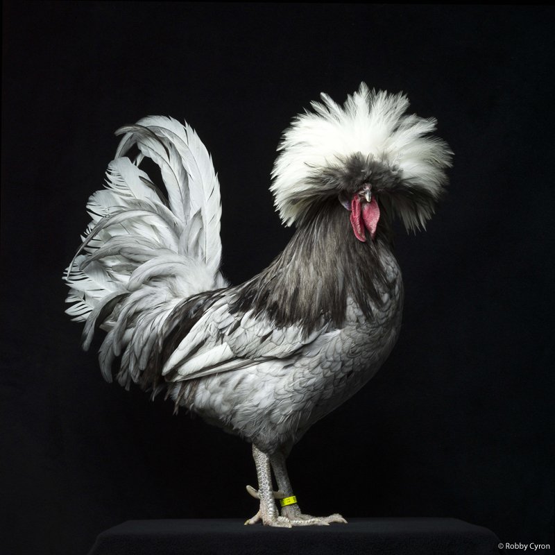 docphotomagazin's tweet photo. under our patronage: Robby Cyron @ Leica 6x7 Gallery Warsaw
-> https://t.co/210Jg8rRPK https://t.co/7STTgKi0lK