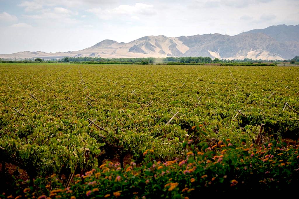 AndinaLondon's tweet photo. A unique spirit with true heritage, pisco’s origin dates back to the 16th Century, from one of the driest climates in the world #Pisco #Peru #LPSW Photo Credit from our friends @Pisco1615 https://t.co/epq1AD7Ew8