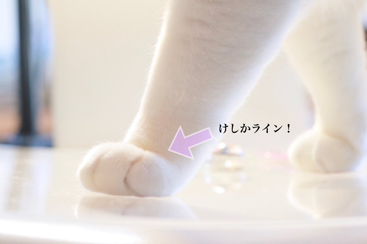無重力猫ミルコのお家 ねこ休み展 猫の足にできる なんとも可愛いライン 最近は けしかライン と言うらしい けしかライン最高 けしからん