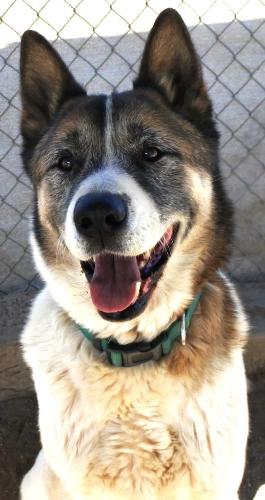 apassionforpaws's tweet photo. If it doesn't open, it's not your door...Rocco's owner died &amp; he's waiting for you to turn the knob..#AkitaRanch 28930 Ellis Ave, Romoland, CA #adotpdontshop or email apassionforpaws@gmail.com #rescuedogs https://t.co/MIKnZj9R0I
