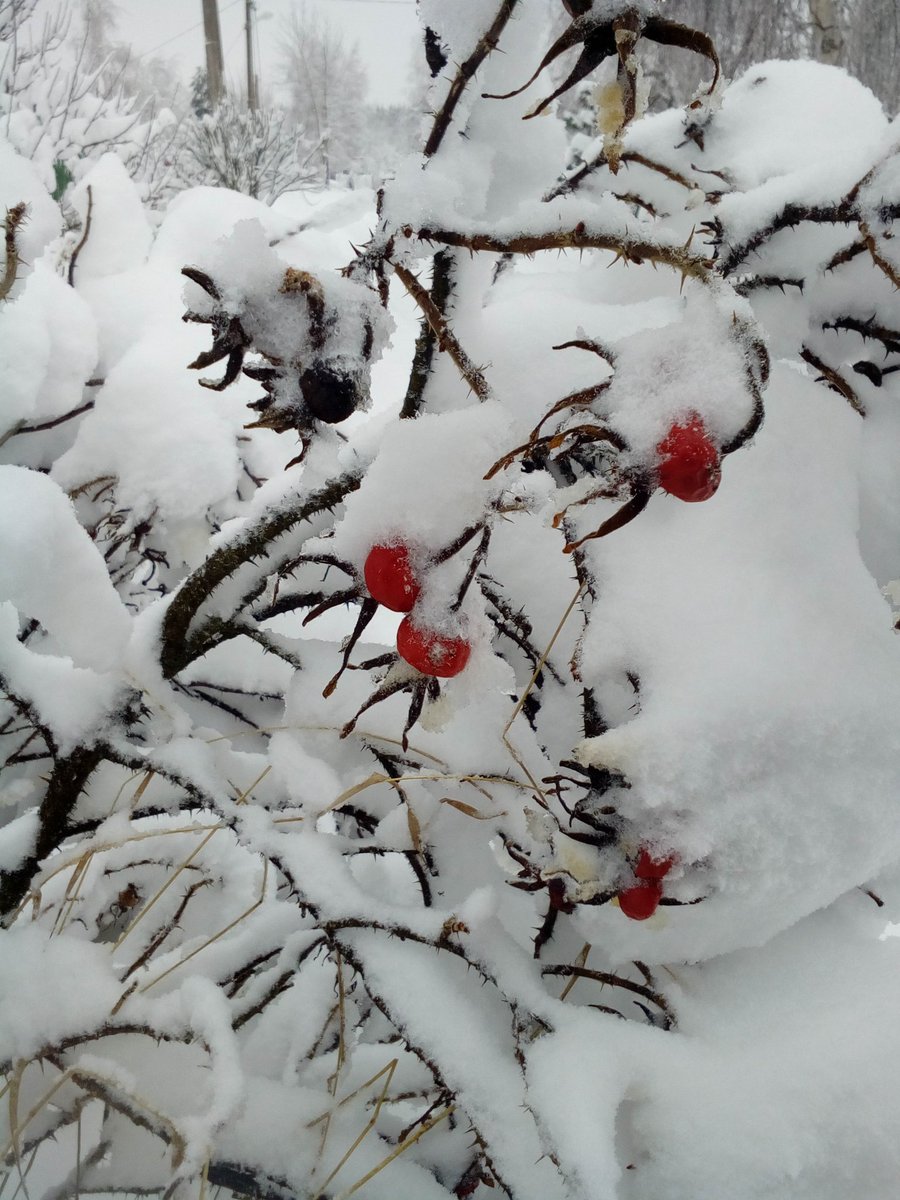 EvaKilgr's tweet photo. Today in my place.
Guys. This is amazing.
But how will I go to the job tomorrow?
#moscowwinter #Russia https://t.co/tX9mwCDw06