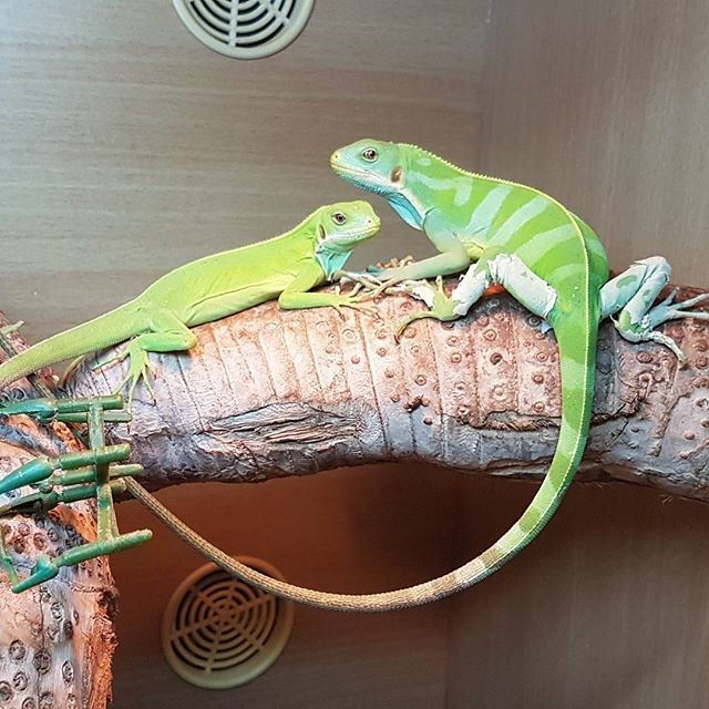 Repti_lisious's tweet photo. Couple of young fiji island iguanas chilling out on a sunday.
#reptilisious #reptile #reptilepets #reptilepetshop #lizardpets #lizard #coldbloodedpets #coldblooded #iguana #fijiislands #fijislandiguana #brachylophusfasciatus #bandedfijiiguana #chilling #sunday #forsale #fore⦠https://t.co/Jl3UWGiqSS