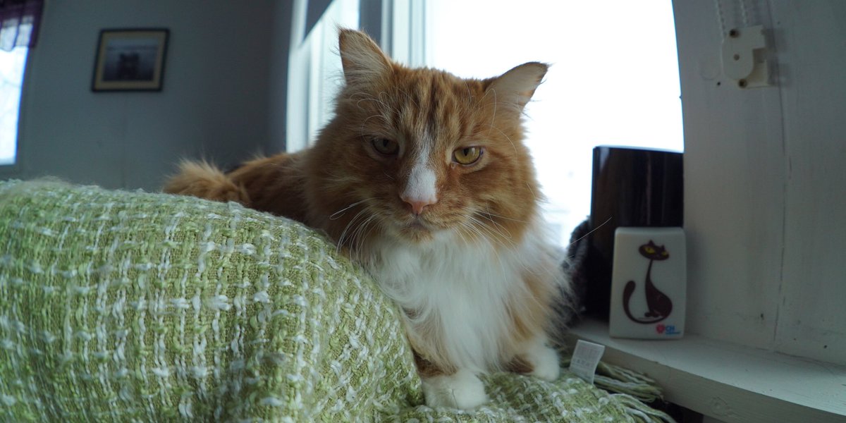 Hey human, could you please turn up the temperature outside. I know you want me to stay inside and snuggle, but a cat like me can only snuggle so much.