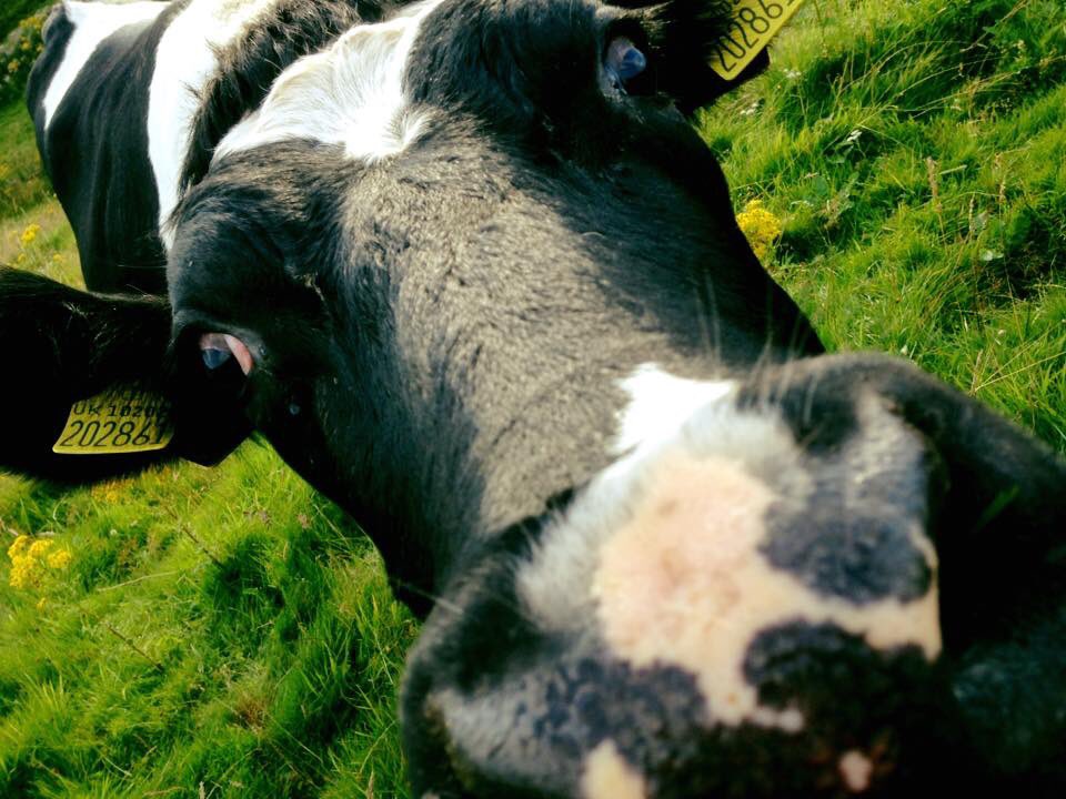 rob_idz's tweet photo. Won’t be long now and the cows will be out again! #shortwinter #cowsgrazing #milkfromgrass #februdairy https://t.co/yhyZMOSfbT